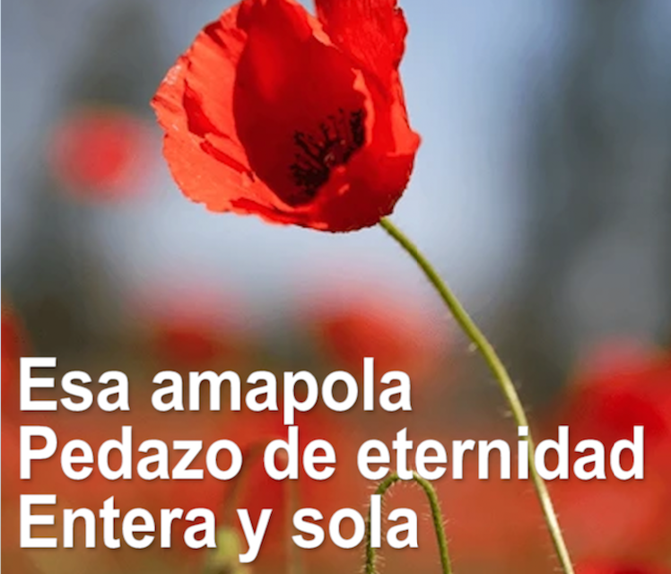AMAPOLA