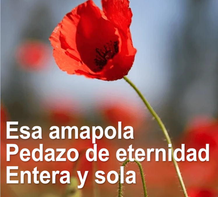 AMAPOLA