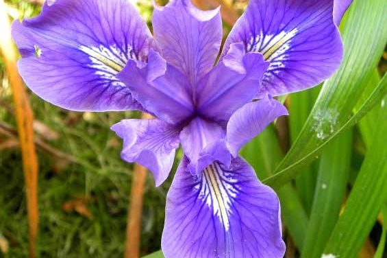 LIRIO MORADO