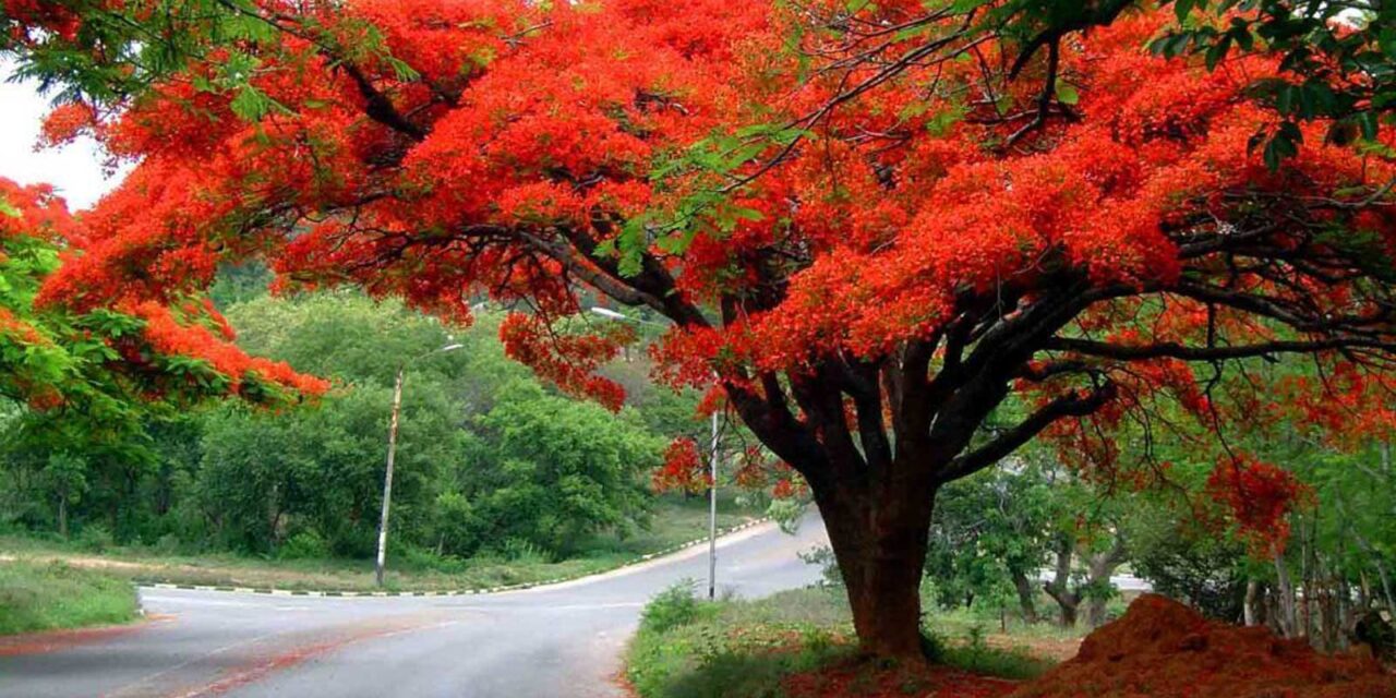 FLAMBOYÁN POR GONZALO NAVARRETE MUÑOZ