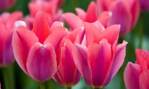 TULIPÁN POR GONZALO NAVARRETE MUÑOZ