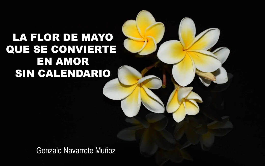 INGENUA FLOR DE MAYO