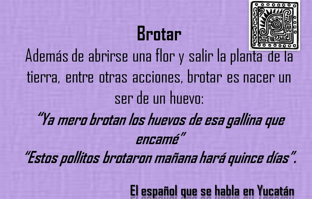 BROTAR: «YA MERO BROTAN LOS HUEVOS DE ESA GALLINA QUE ENCAMÉ»