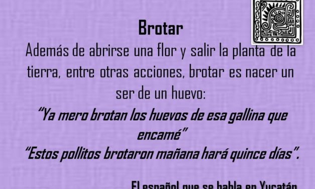 BROTAR: «YA MERO BROTAN LOS HUEVOS DE ESA GALLINA QUE ENCAMÉ»