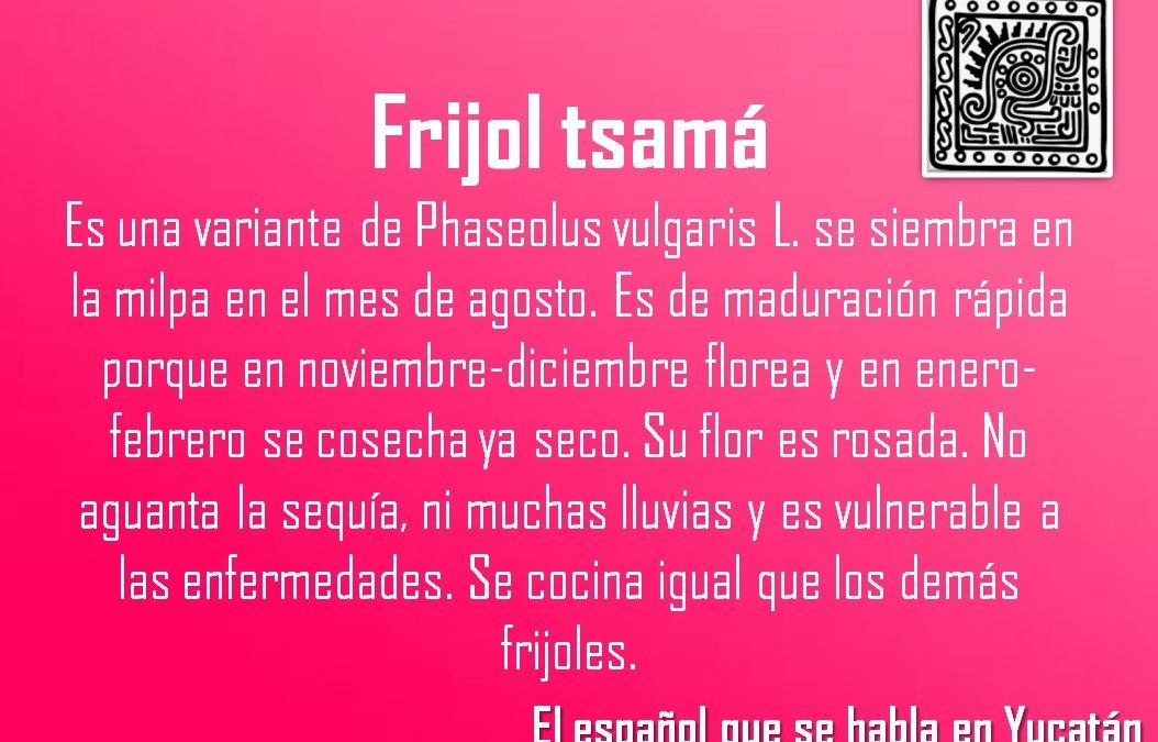 FRIJOL TSAMÁ