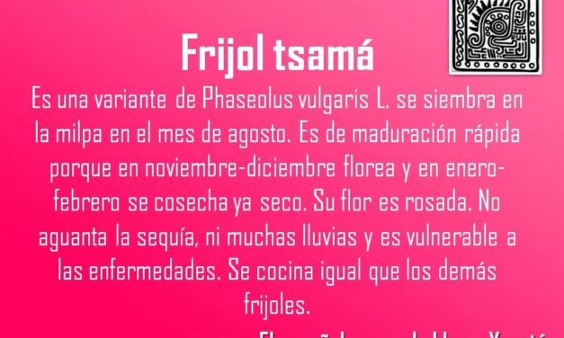 FRIJOL TSAMÁ