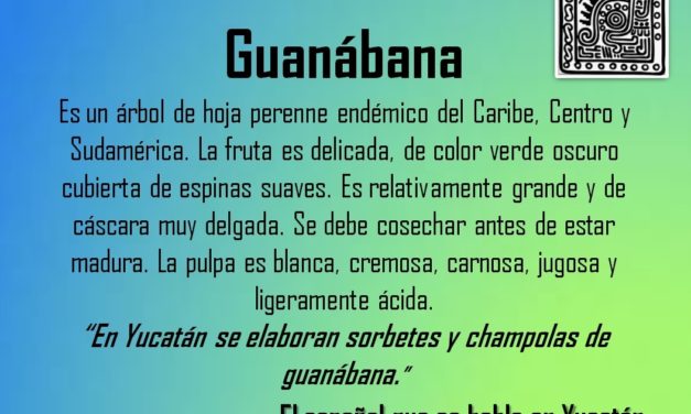 GUANÁBANA: «EN YUCATÁN SE ELABORAN SORBETES Y CHAMPOLAS DE GUANÁBANA”
