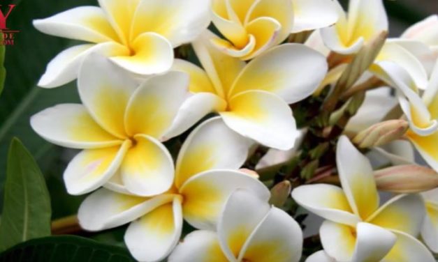 VIDEO:  LA ESQUINA DE LA FLOR DE MAYO
