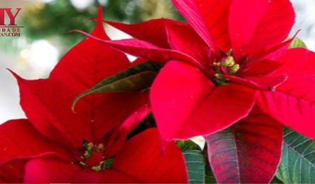 VIDEO:  FLOR DE PASCUA
