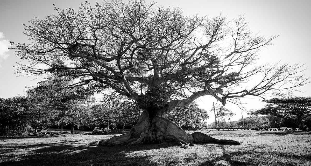 CEIBA DE LA ESPERANZA MANTENTE FIRME
