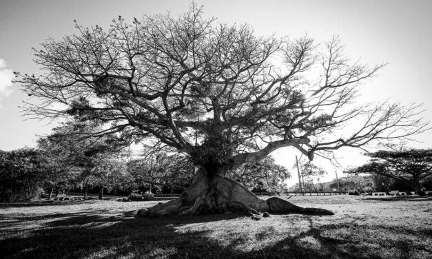 CEIBA DE LA ESPERANZA MANTENTE FIRME