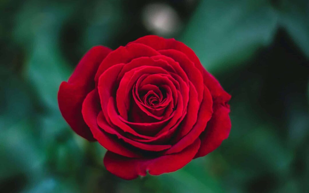LA ROSA PROFUNDA
