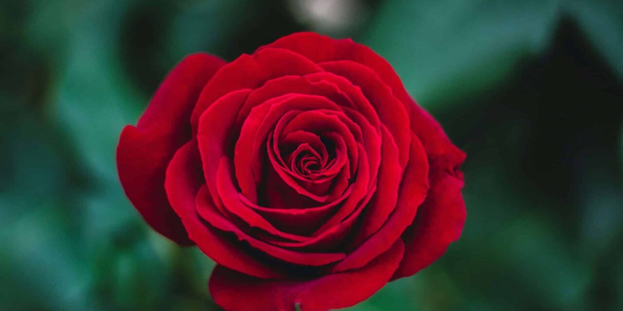LA ROSA PROFUNDA