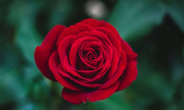 LA ROSA PROFUNDA