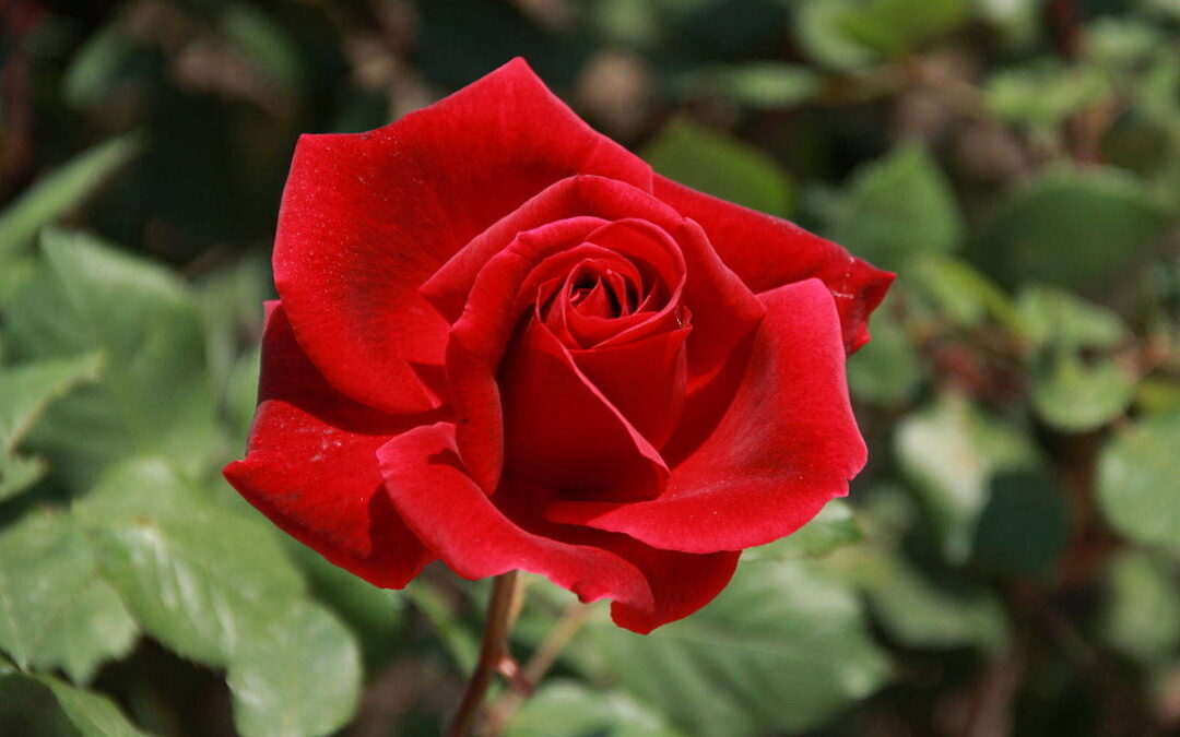 ROSA ETERNA