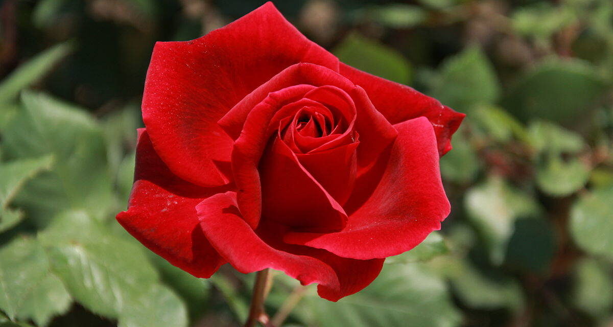 ROSA ETERNA