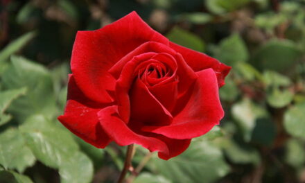 ROSA ETERNA